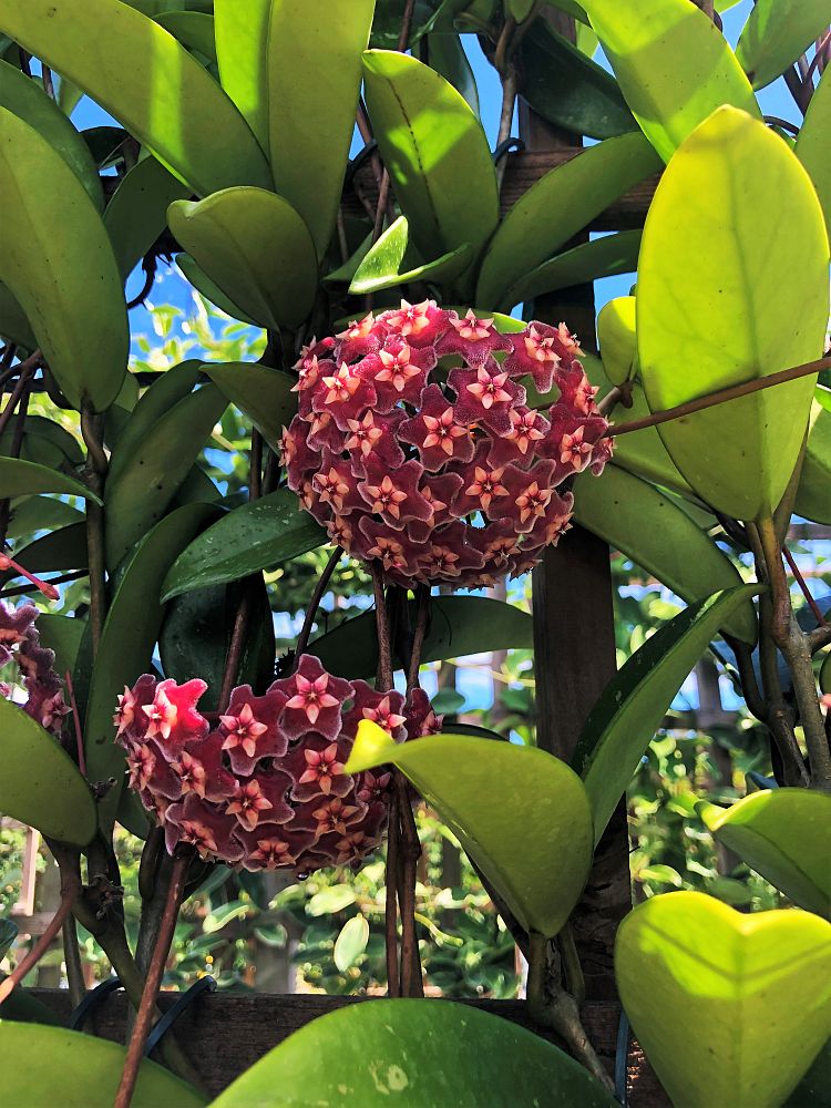 hoya-pubicalyx