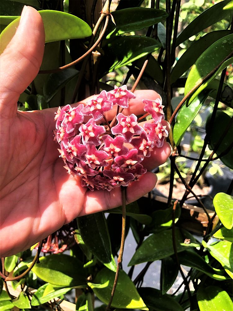 hoya-pubicalyx