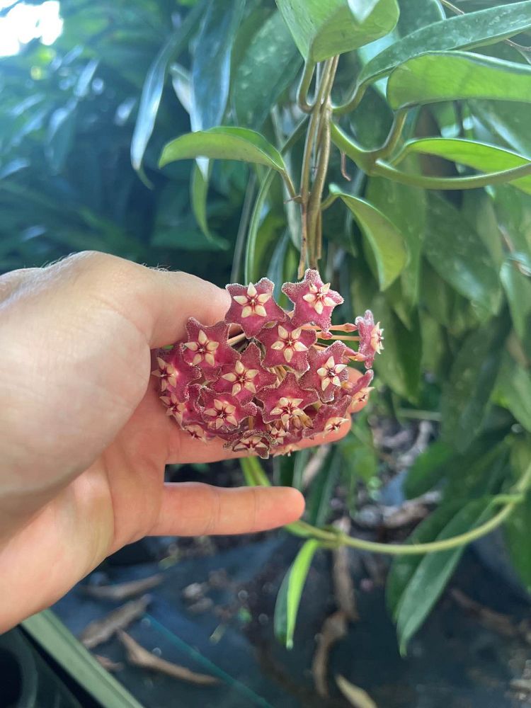 hoya-pubicalyx