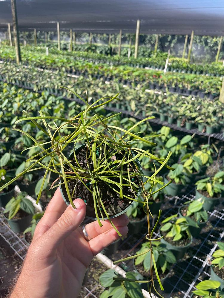 hoya-retusa-porcelain-flower-wax-plant