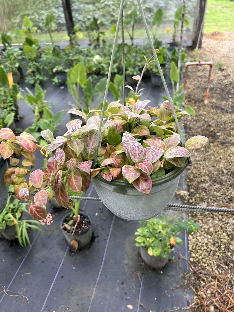 hoya-sunrise-porcelain-flower-wax-plant