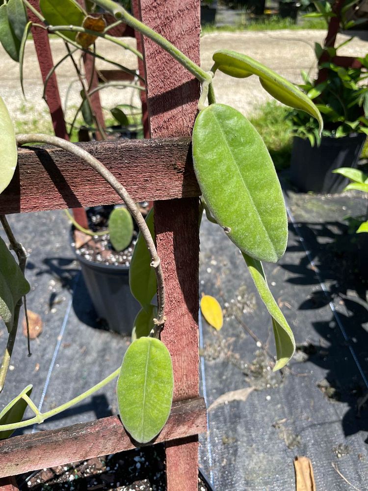 hoya-tjadasmalangensis