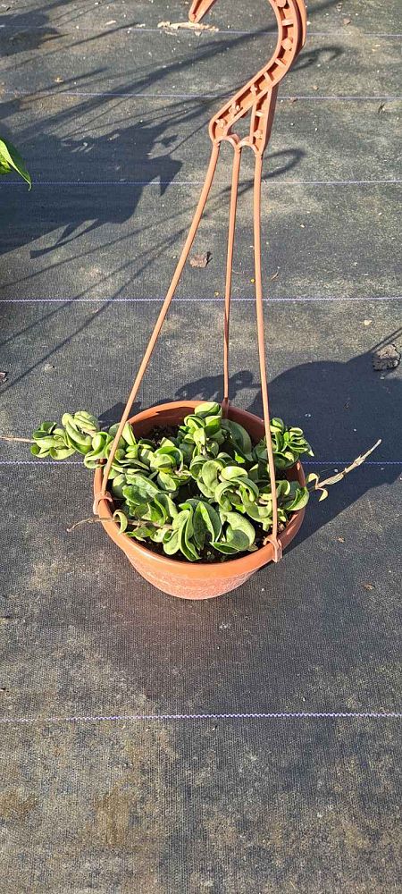hoya-wax-plant