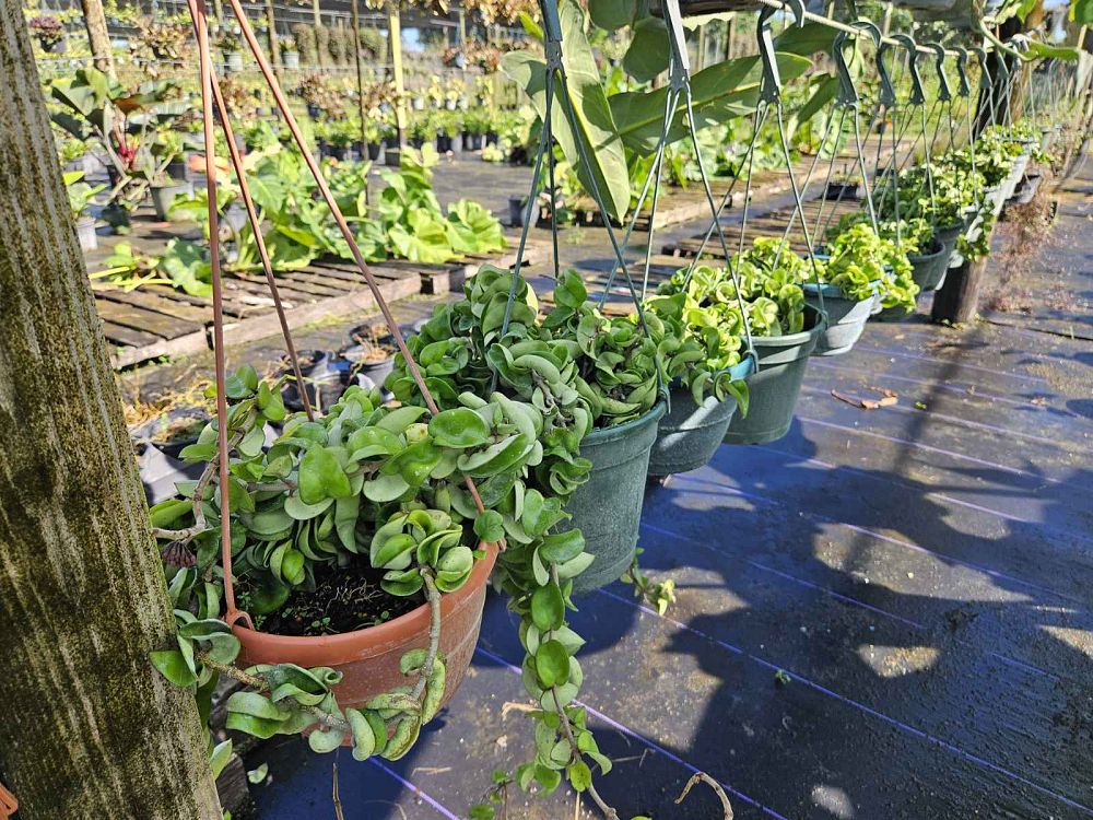 hoya-wax-plant