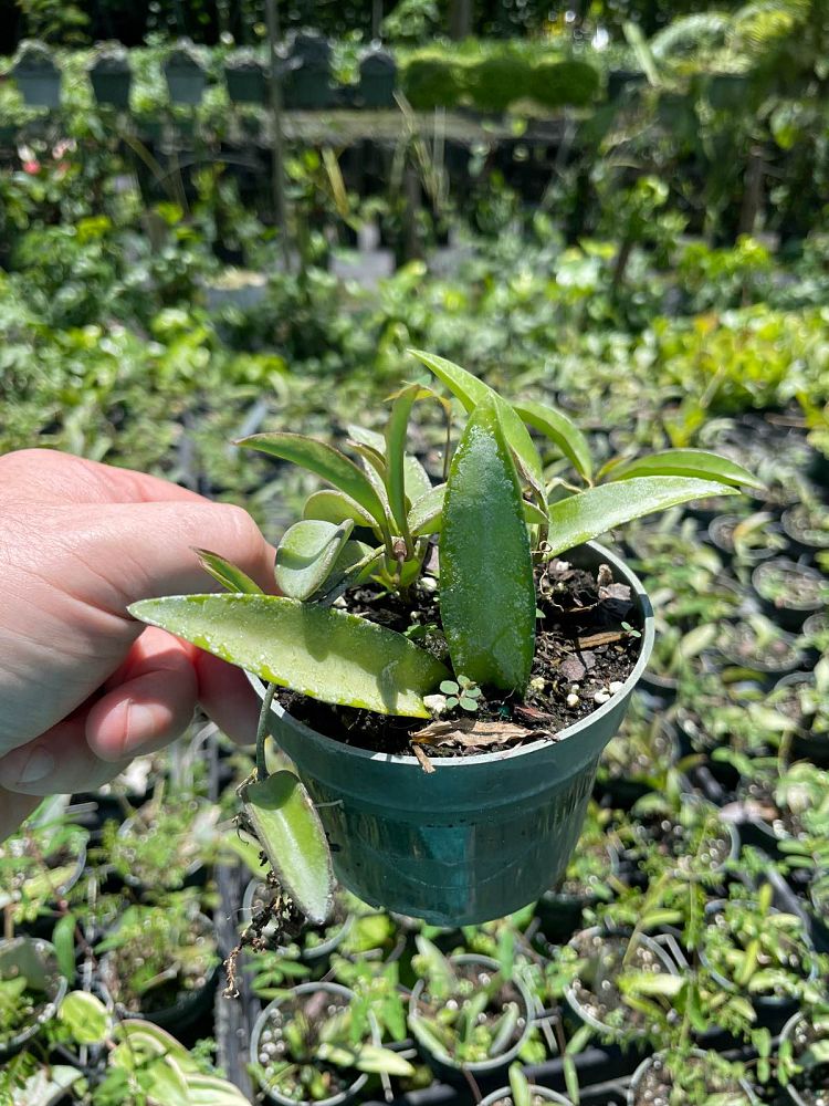 hoya-wayetii
