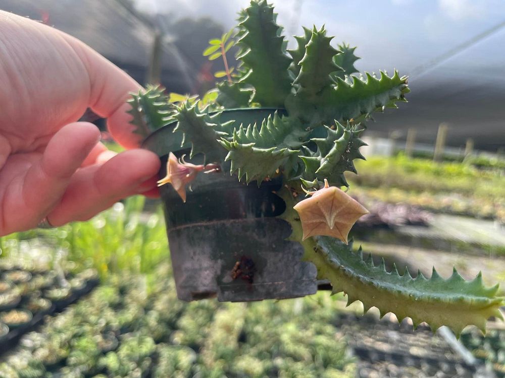 huernia-lifesaver-plant