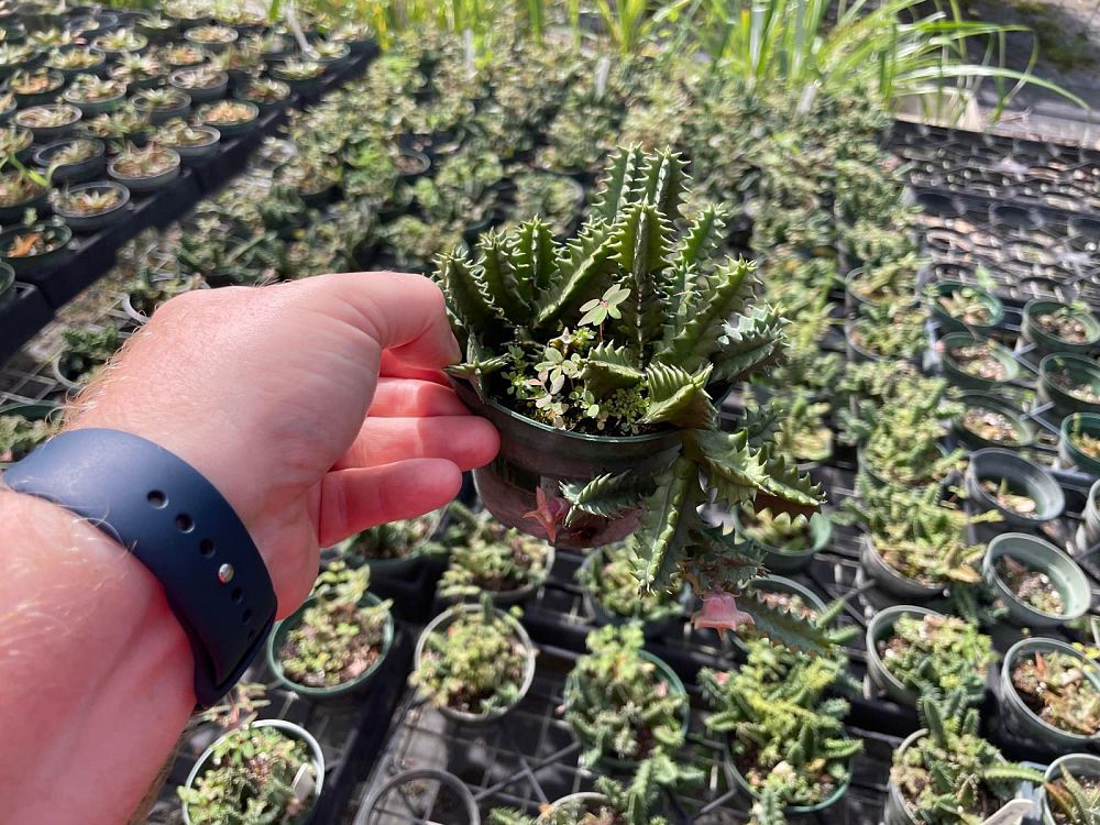 huernia-lifesaver-plant