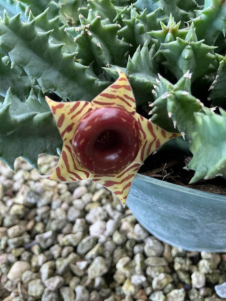 huernia-zebrina-lifesaver-plant