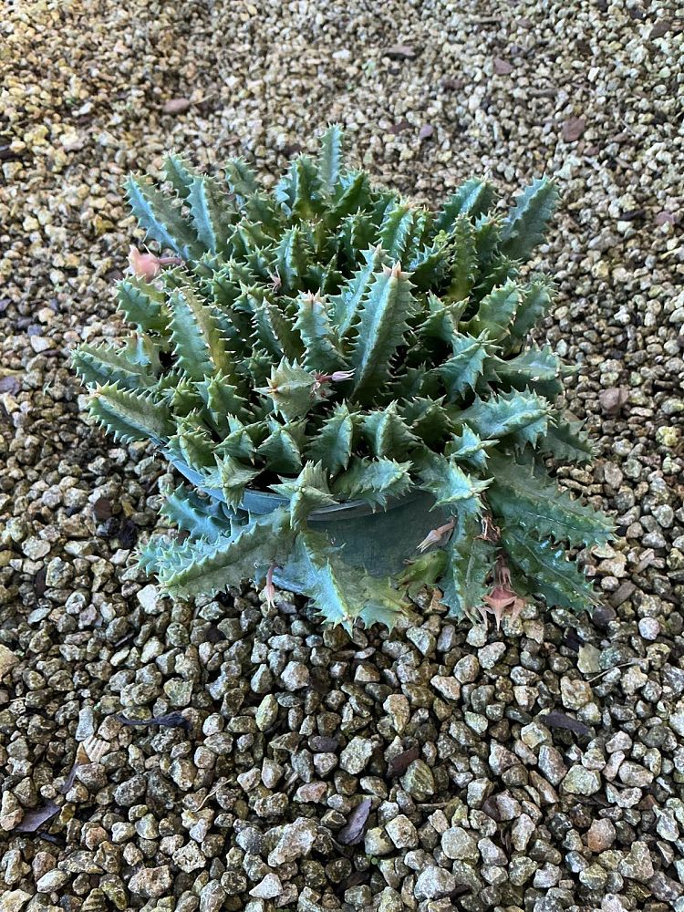 huernia-zebrina-lifesaver-plant