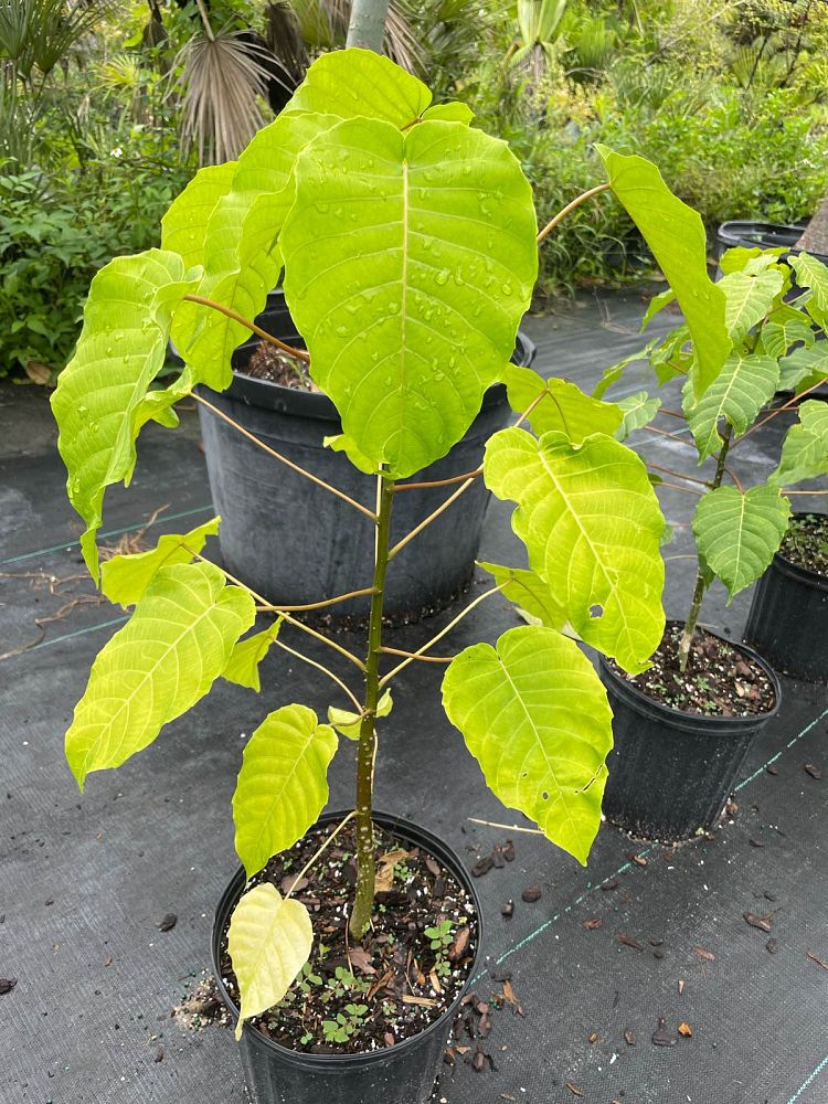 hura-crepitans-sandbox-tree