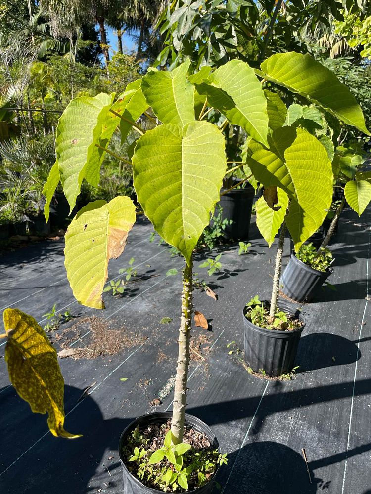 hura-crepitans-sandbox-tree