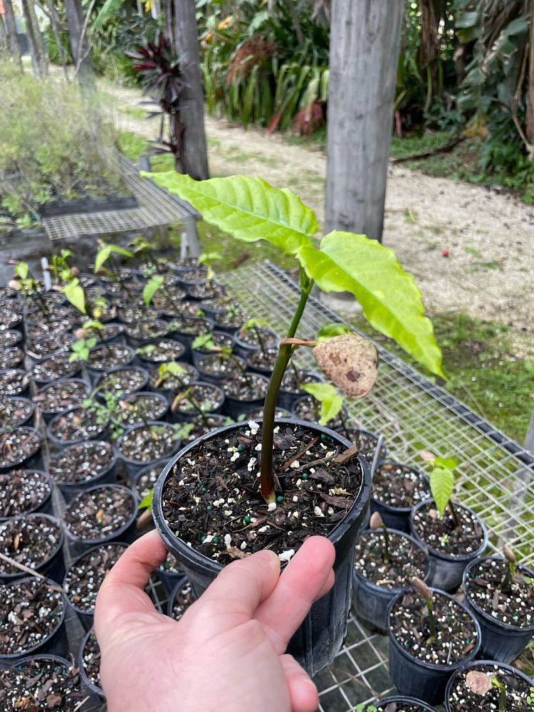 hura-crepitans-sandbox-tree