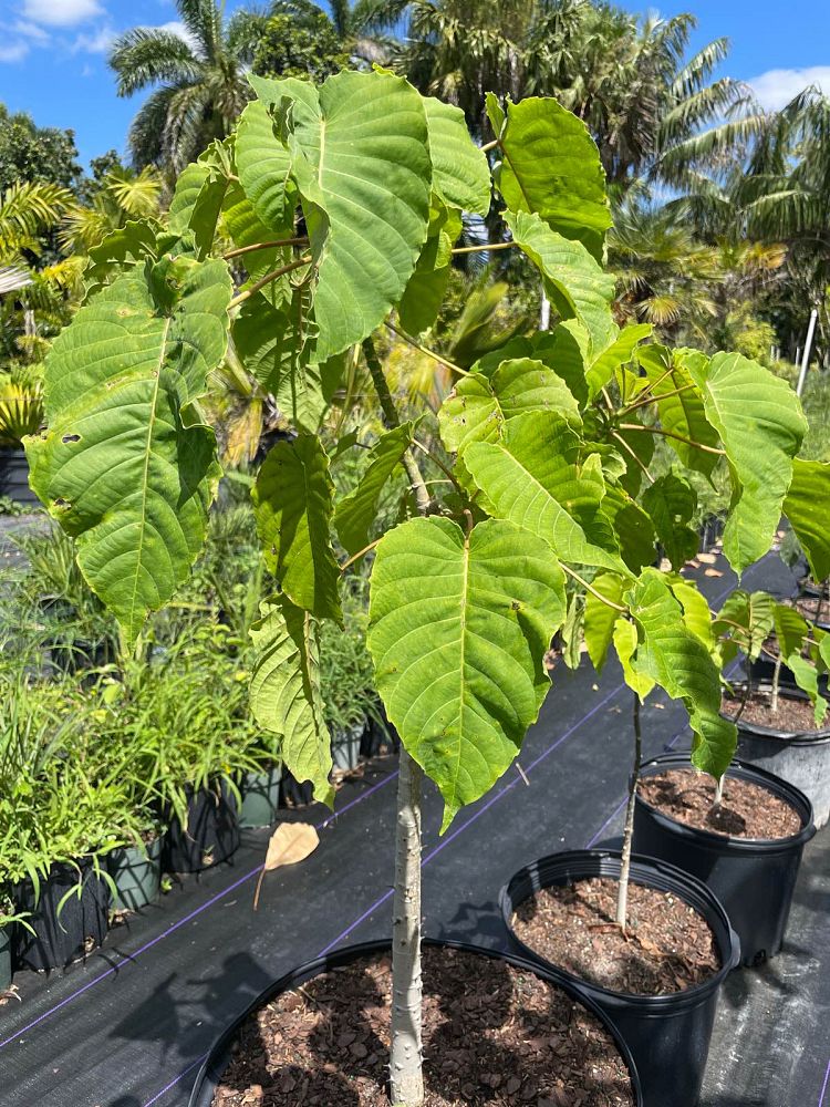 hura-crepitans-sandbox-tree