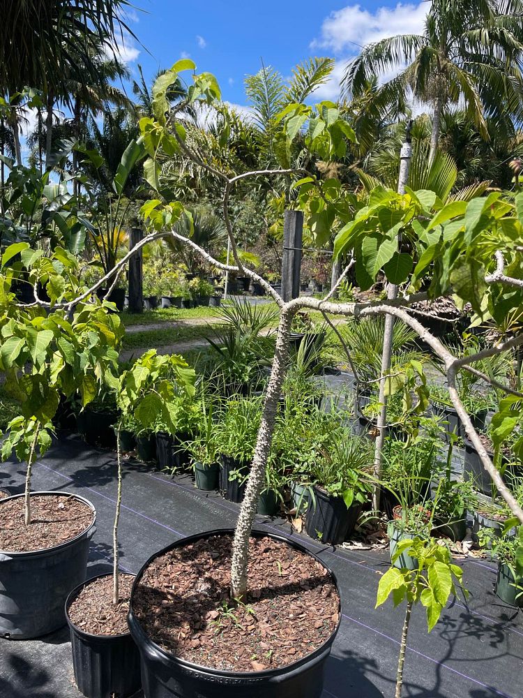 hura-crepitans-sandbox-tree