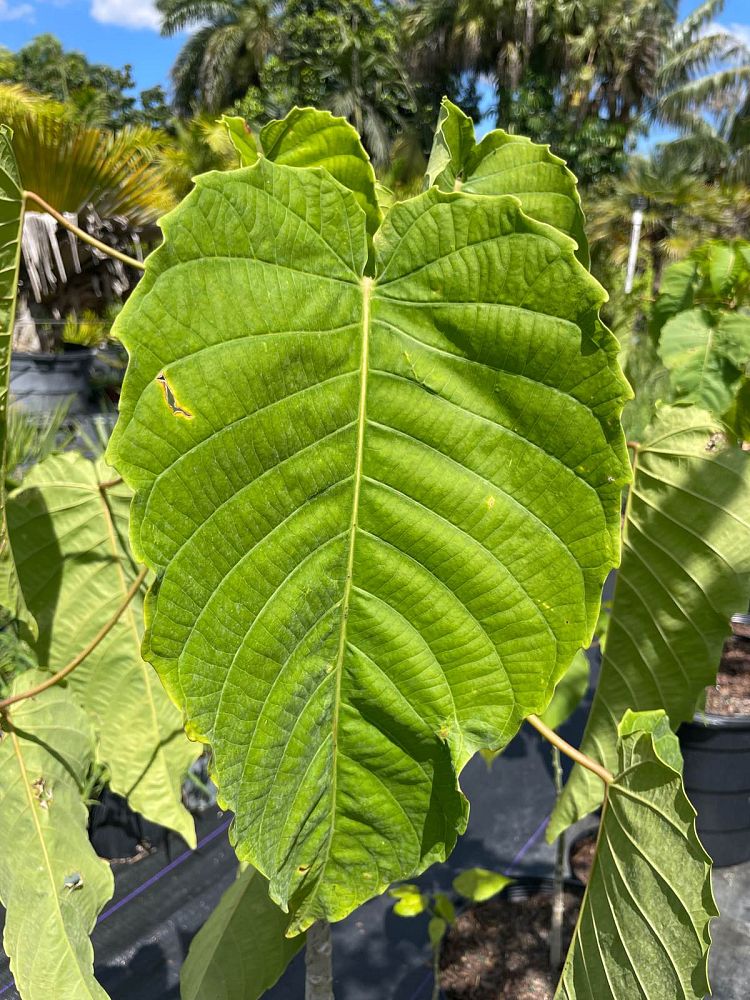 hura-crepitans-sandbox-tree