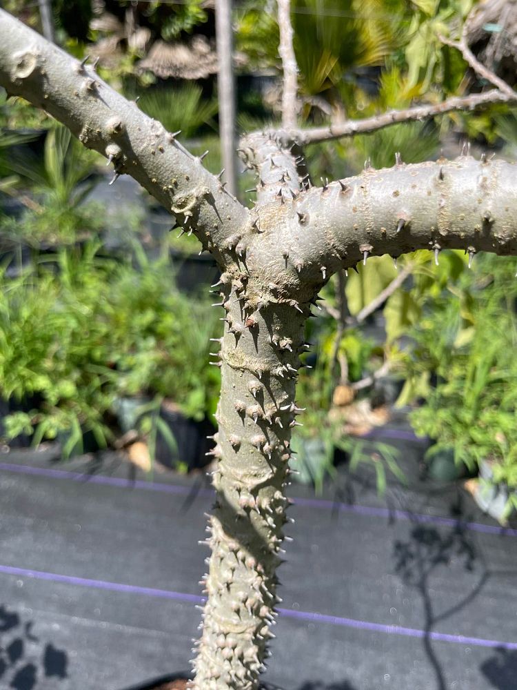 hura-crepitans-sandbox-tree