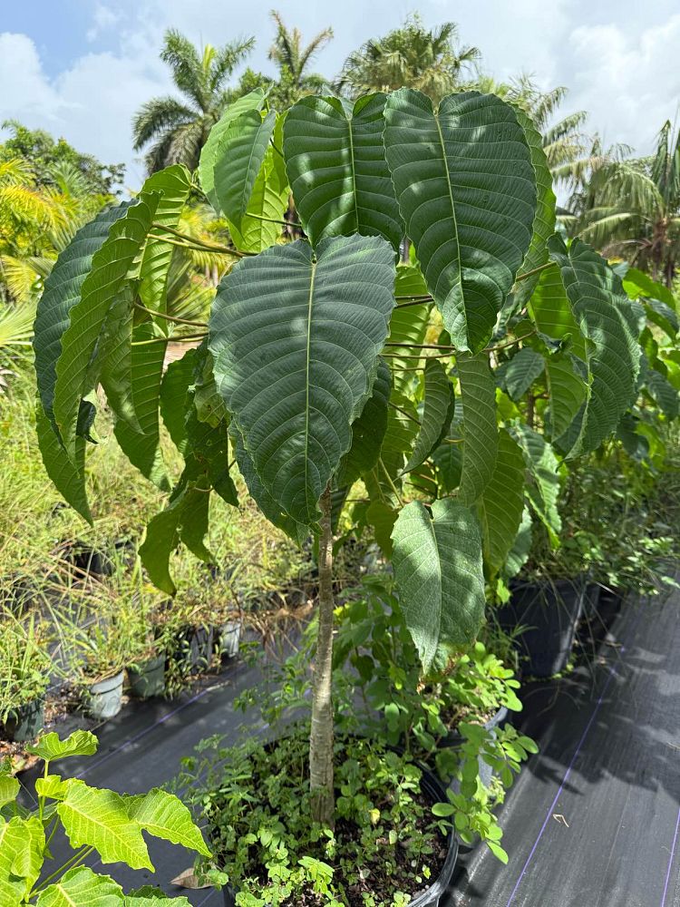 hura-crepitans-sandbox-tree