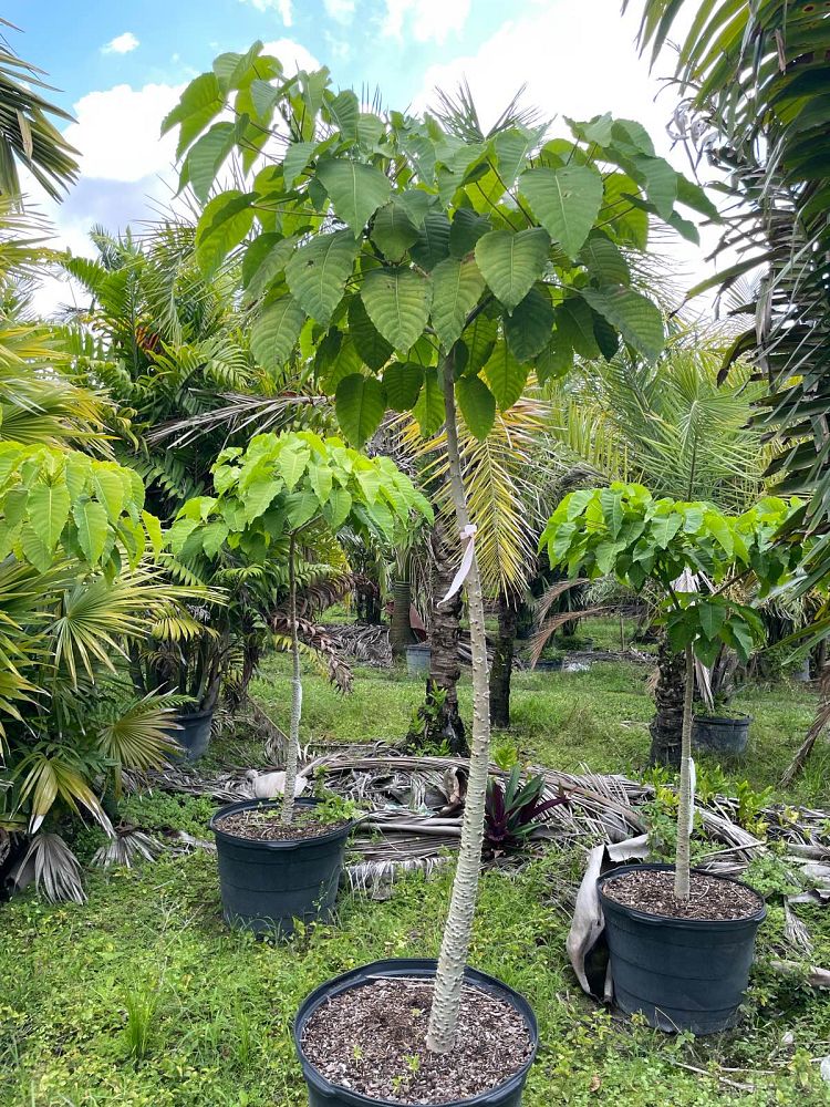 hura-crepitans-sandbox-tree