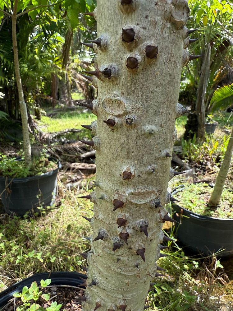 hura-crepitans-sandbox-tree