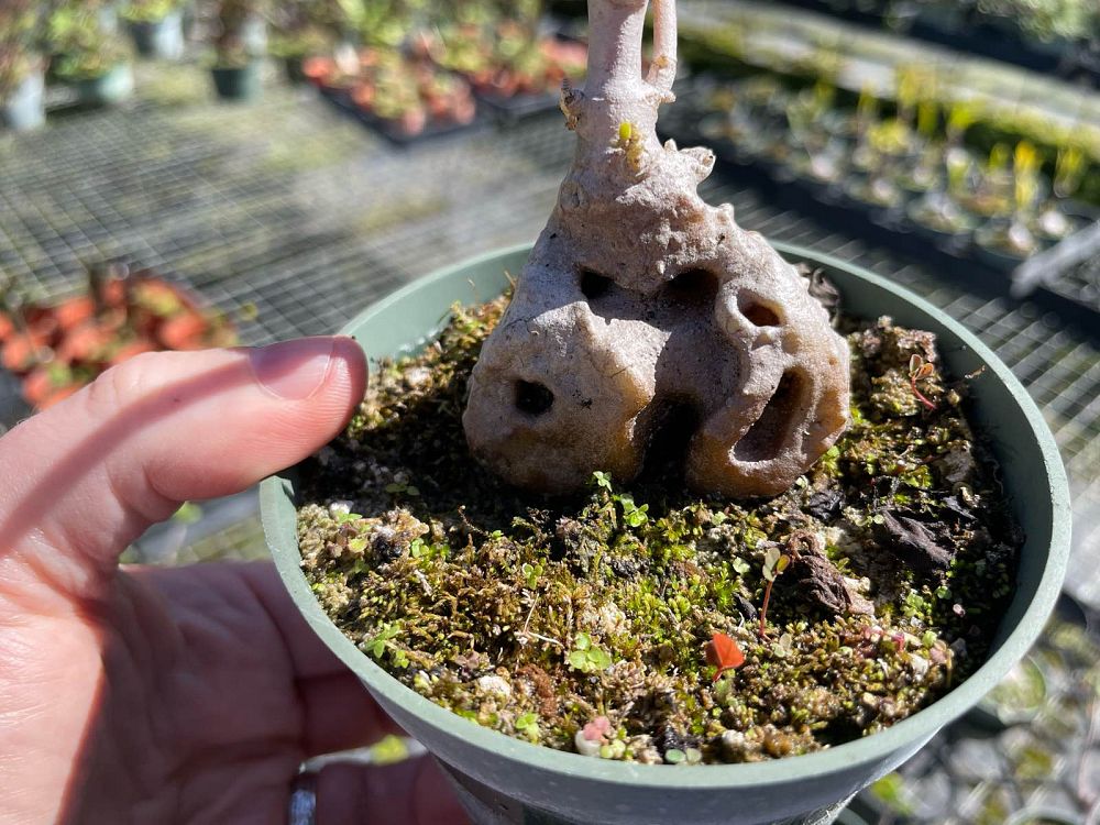 hydnophytum-papuanum