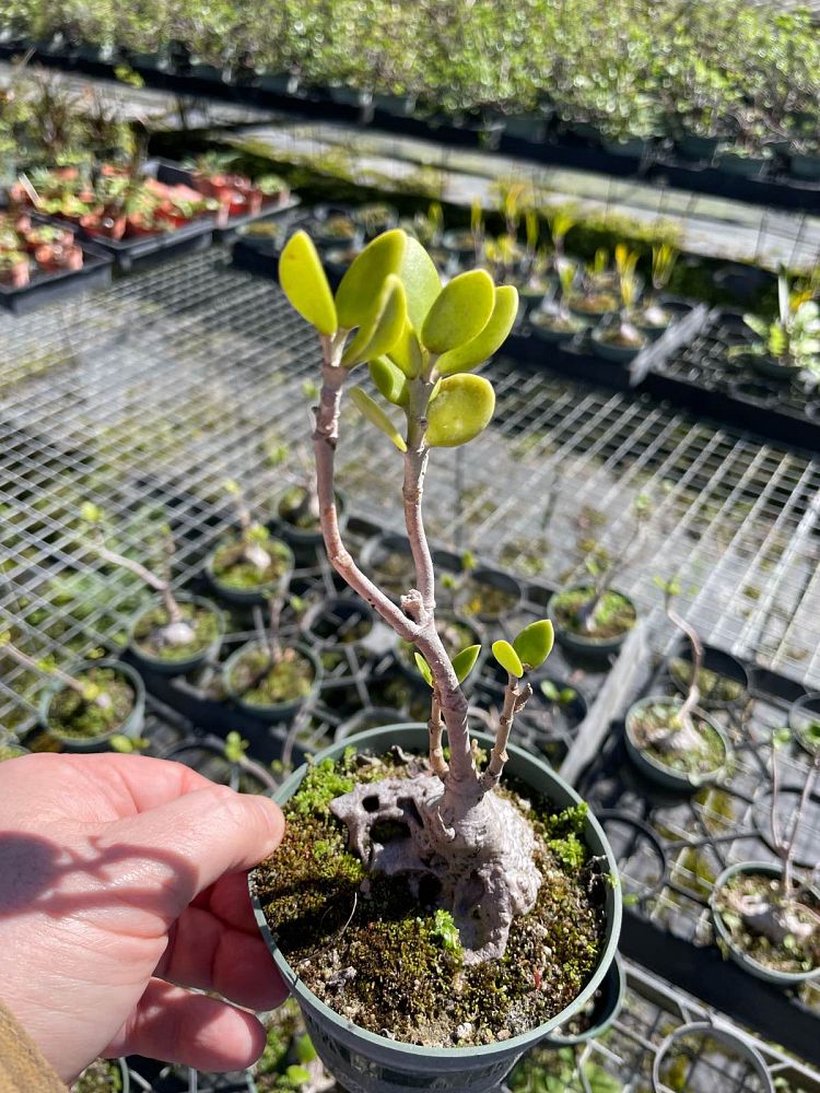 hydnophytum-papuanum