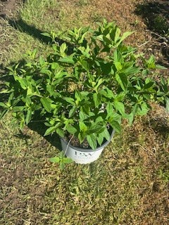 hydrangea-arborescens-abetwo-incrediball-reg-smooth-hydrangea