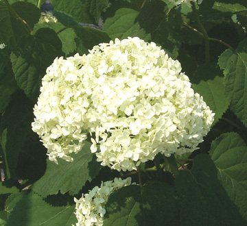 hydrangea-arborescens-annabelle-smooth-hydrangea-wild-hydrangea-sevenbark-ninebark-hydrangea