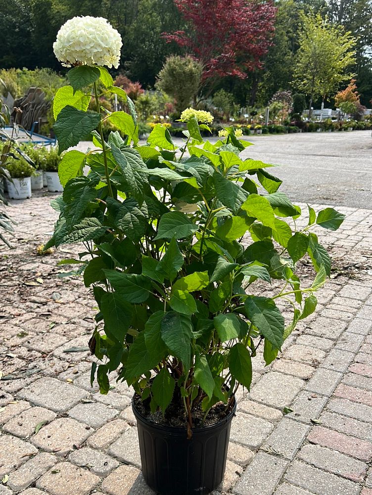 hydrangea-arborescens-annabelle-smooth-hydrangea-wild-hydrangea-sevenbark-ninebark-hydrangea