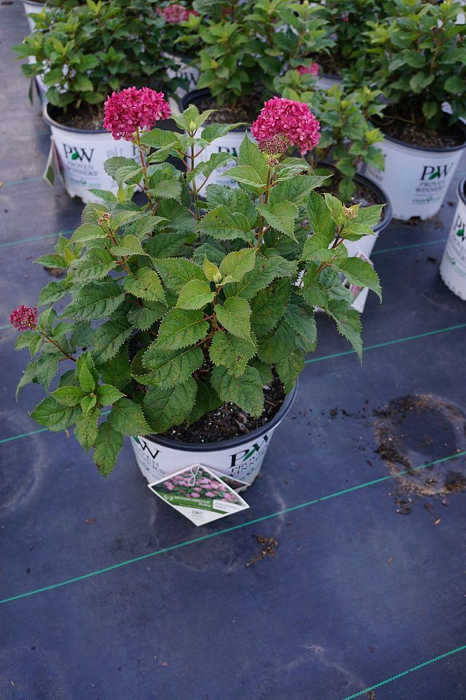 hydrangea-arborescens-ncha3-invincibelle-reg-ruby-smooth-hydrangea