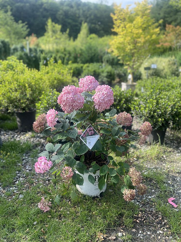 hydrangea-arborescens-ncha3-invincibelle-reg-ruby-smooth-hydrangea