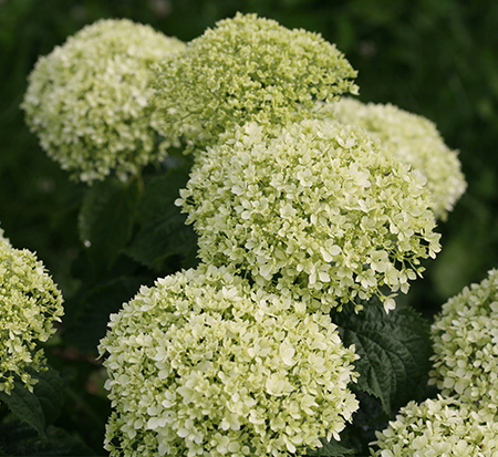 hydrangea-arborescens-ncha8-invincibelle-limetta-reg-smooth-hydrangea