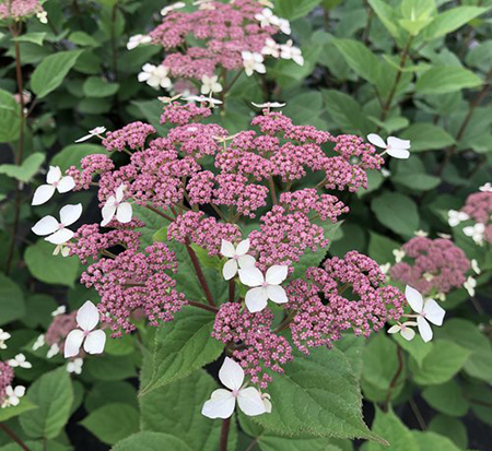hydrangea-arborescens-subsp-radiata-smnhrll-invincibelle-lace-trade-smooth-hydrangea