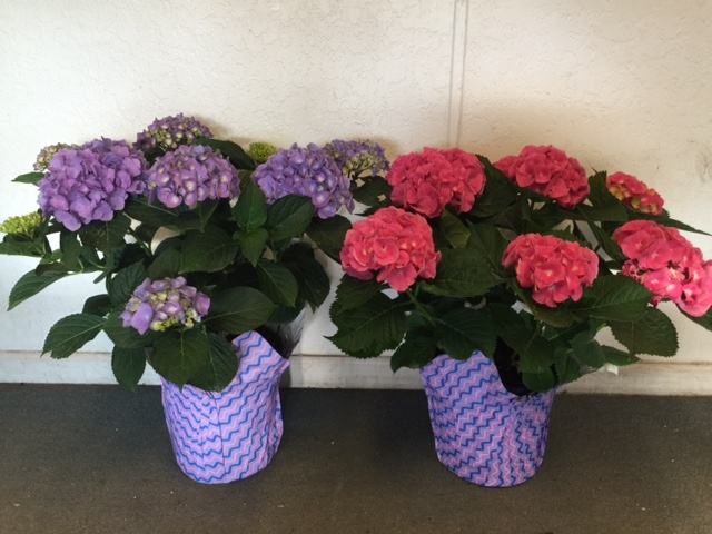 hydrangea-florist-grade