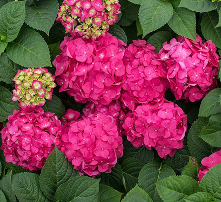 hydrangea-macrophylla-bailmacfive-endless-summer-reg-summer-crush-reg-bigleaf-hydrangea