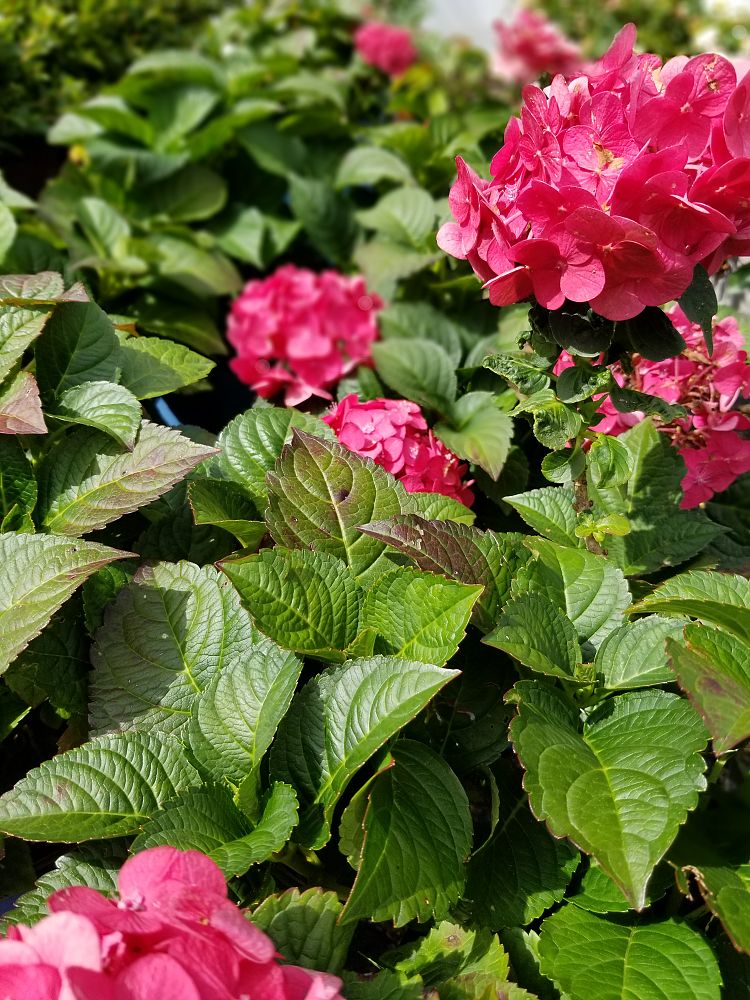 hydrangea-macrophylla-bailmacfive-endless-summer-reg-summer-crush-reg-bigleaf-hydrangea