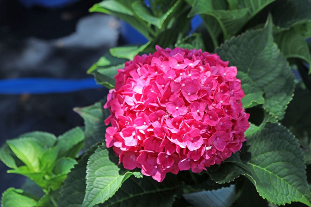 hydrangea-macrophylla-bailmacfive-endless-summer-reg-summer-crush-reg-bigleaf-hydrangea