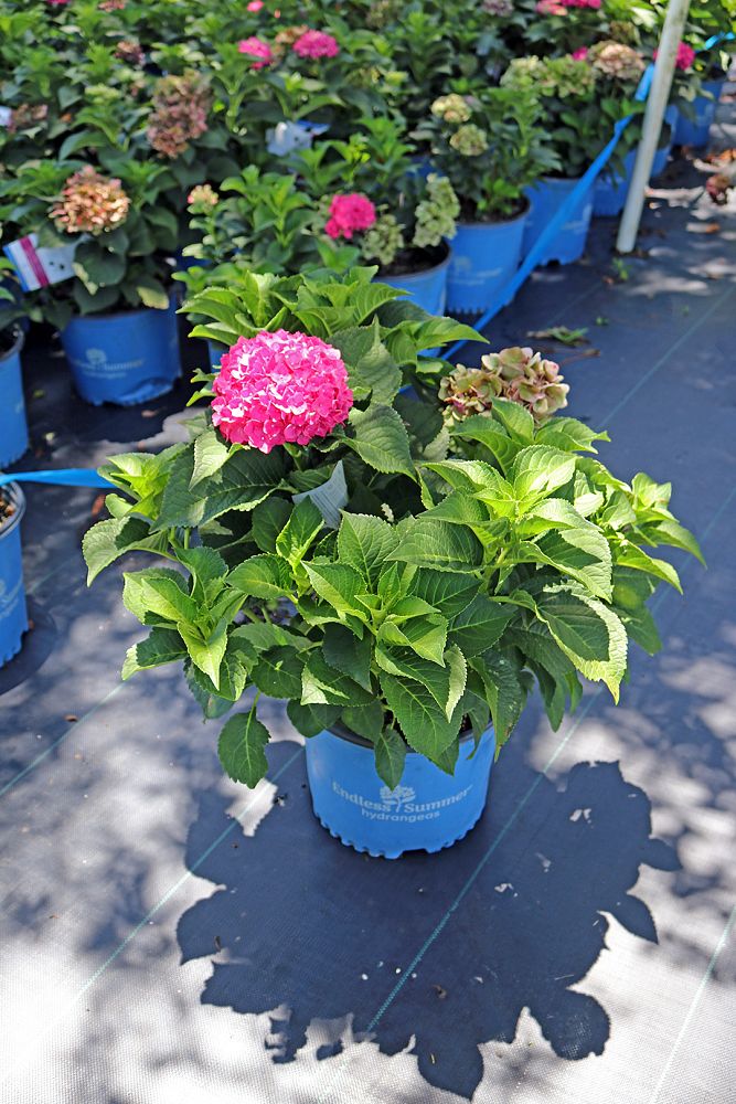hydrangea-macrophylla-bailmacfive-endless-summer-reg-summer-crush-reg-bigleaf-hydrangea