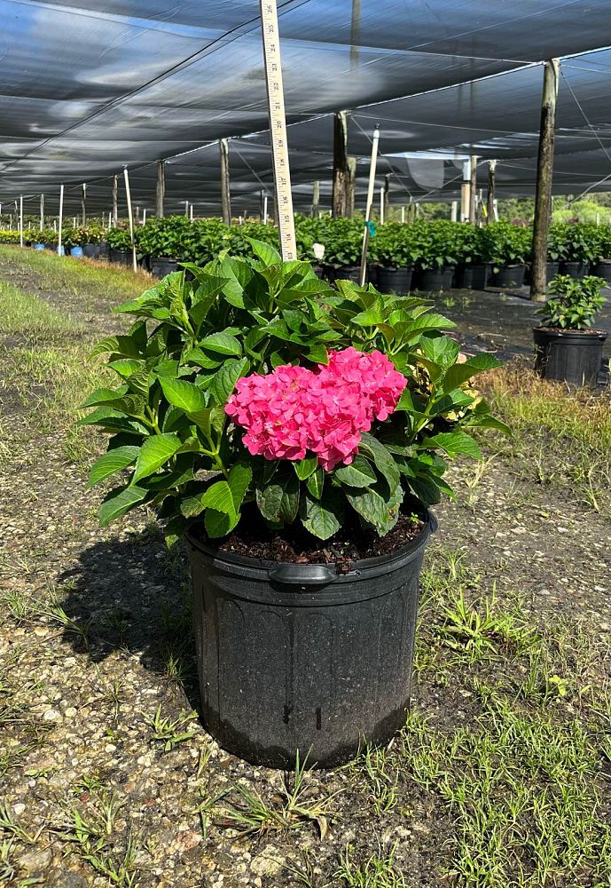hydrangea-macrophylla-bailmacfive-endless-summer-reg-summer-crush-reg-bigleaf-hydrangea