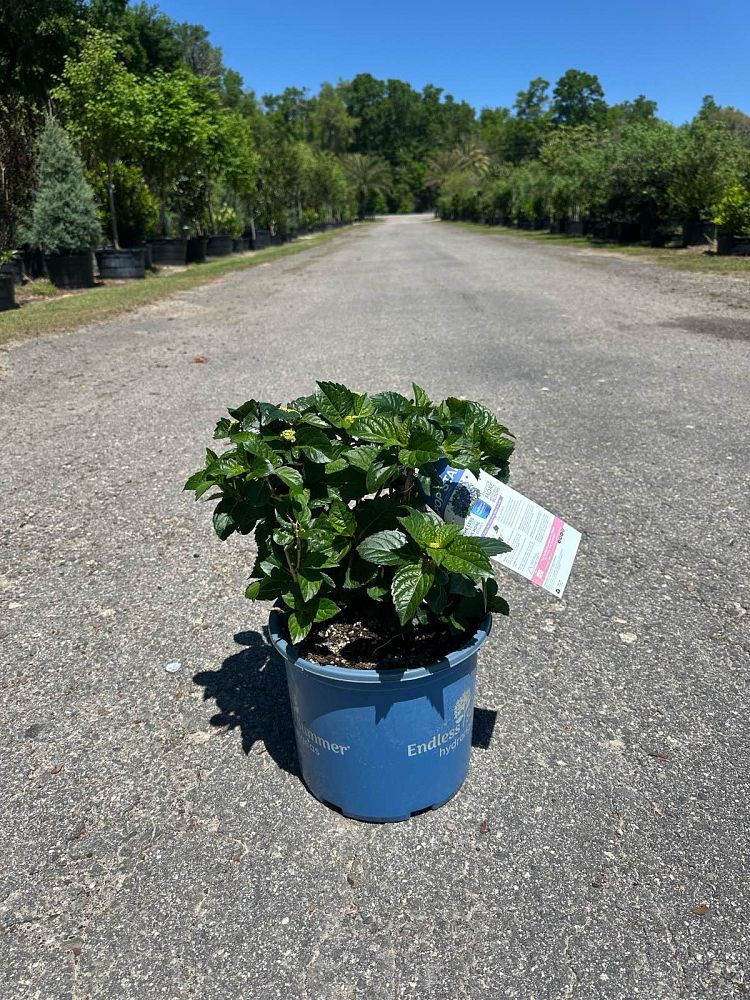 hydrangea-macrophylla-bailmacsix-pop-star-r-endless-summer-r