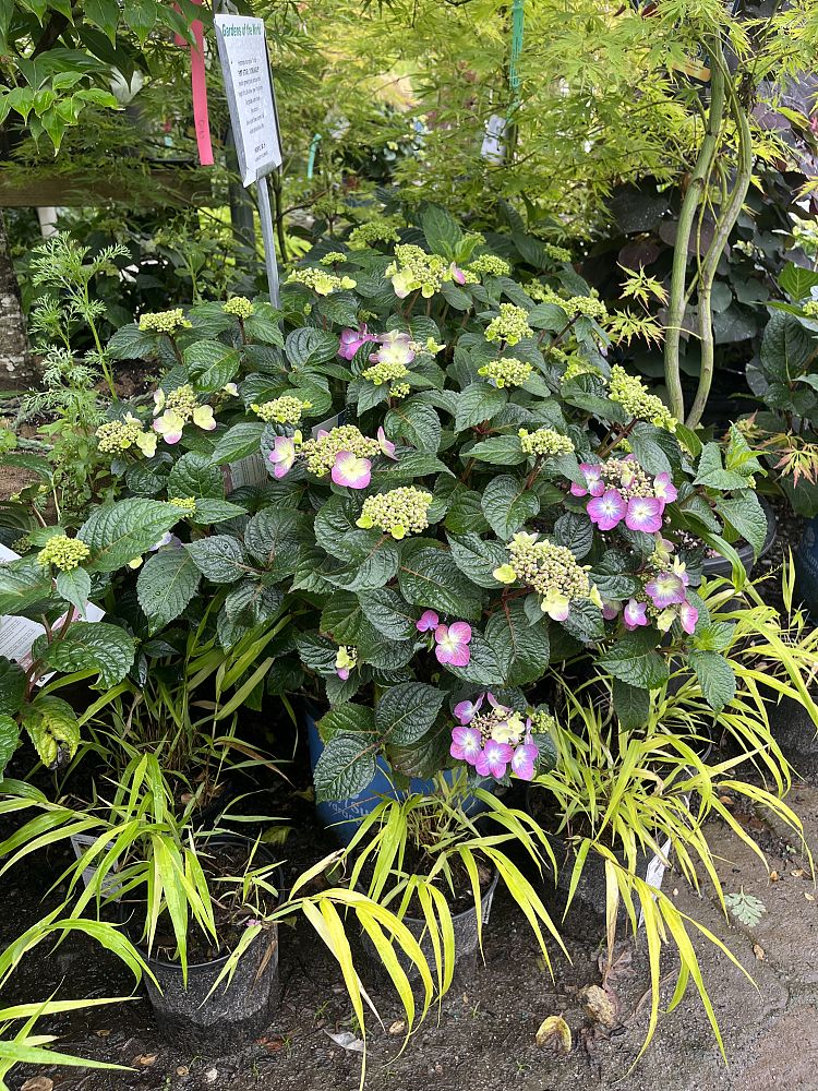hydrangea-macrophylla-bailmacsix-pop-star-r-endless-summer-r