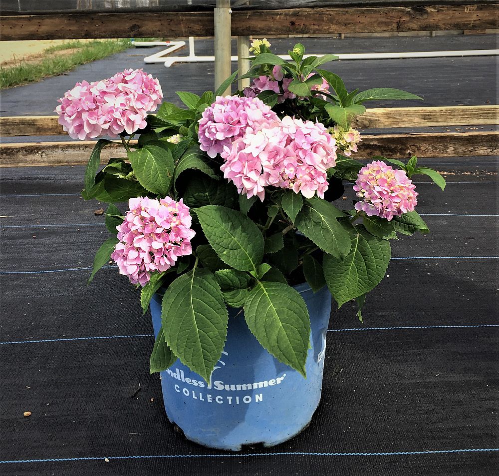 hydrangea-macrophylla-bailmer-endless-summer-reg-the-original-hydrangea