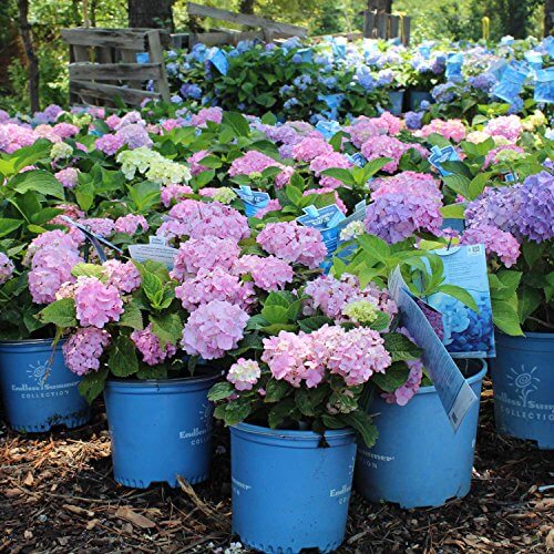 hydrangea-macrophylla-bailmer-endless-summer-reg-the-original-hydrangea