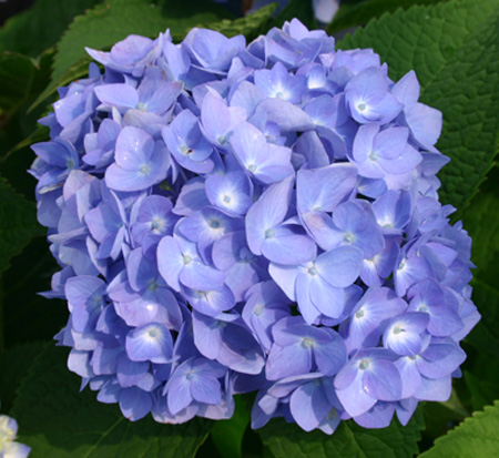 hydrangea-macrophylla-bailmer-endless-summer-reg-the-original-hydrangea