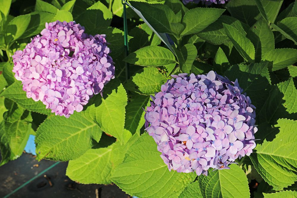 hydrangea-macrophylla-bailmer-endless-summer-reg-the-original-hydrangea