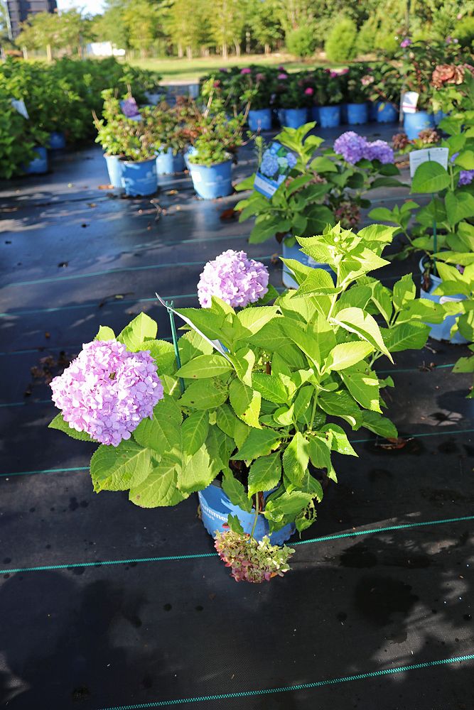 hydrangea-macrophylla-bailmer-endless-summer-reg-the-original-hydrangea
