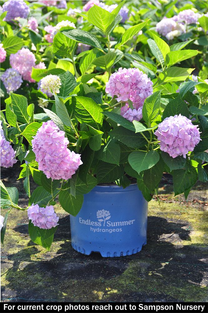hydrangea-macrophylla-bailmer-endless-summer-reg-the-original-hydrangea