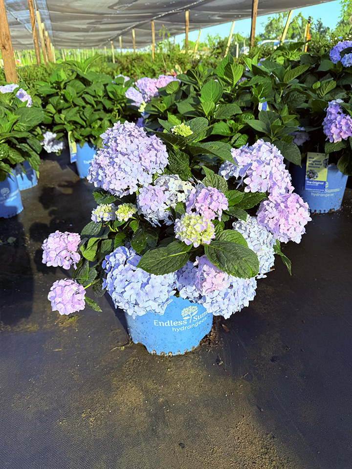 hydrangea-macrophylla-bailmer-endless-summer-reg-the-original-hydrangea