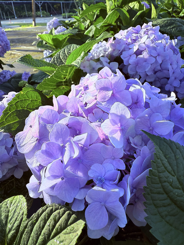 hydrangea-macrophylla-bailmer-endless-summer-reg-the-original-hydrangea