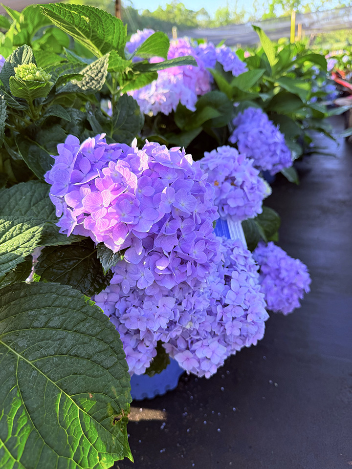 hydrangea-macrophylla-bailmer-endless-summer-reg-the-original-hydrangea