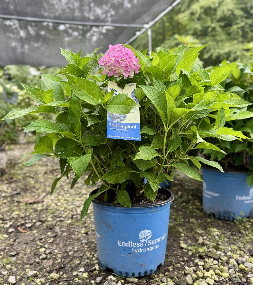 hydrangea-macrophylla-bailmer-endless-summer-reg-the-original-hydrangea